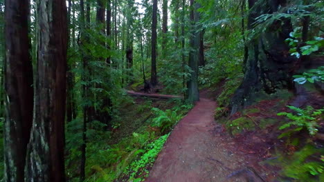 walking on a west coast hiking trail after a rain storm