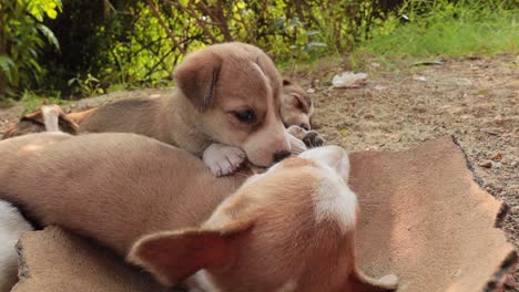 cachorros sin hogar en las calles de la ciudad.