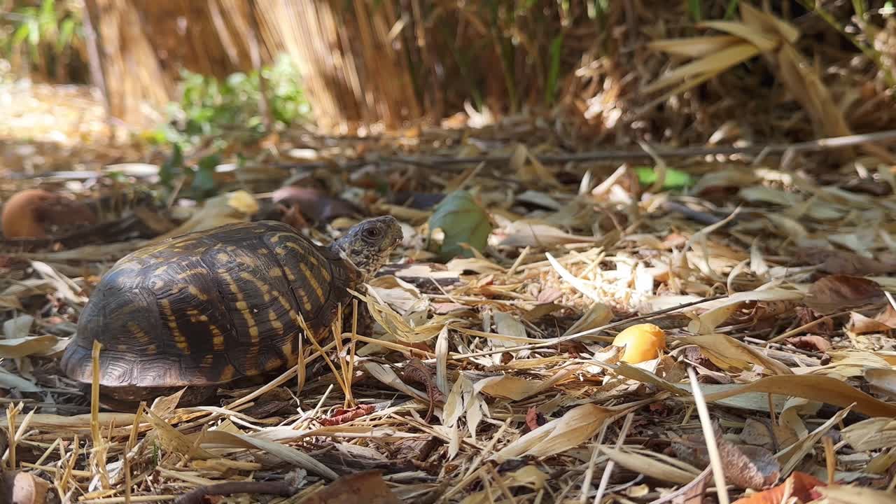 Terrestrial Ornate Box Turtle Crawling Outdoor In The Wild. Close-up Shot