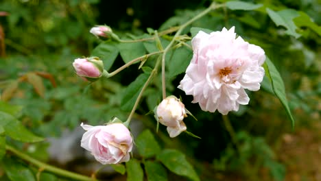 pink and white peony roses.