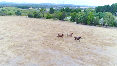 Caballos-Galopando-En-Campo-Abierto