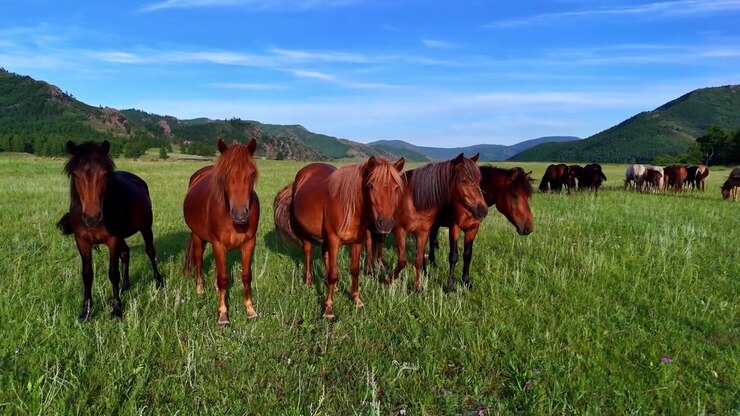 Riprese aeree con drone di cavalli mongoli che pascolano pacificamente sull'erba verde nei paesaggi aperti della Mongolia