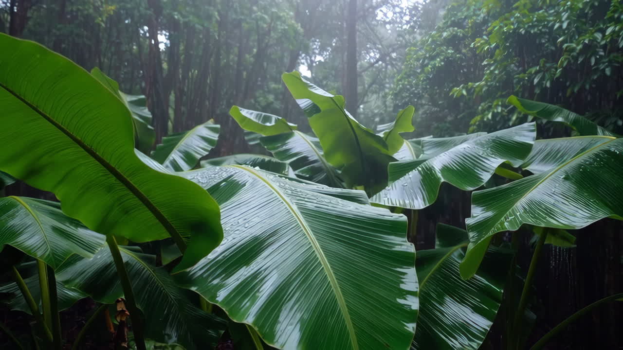 Rainy Rainforest Banana Leaves
