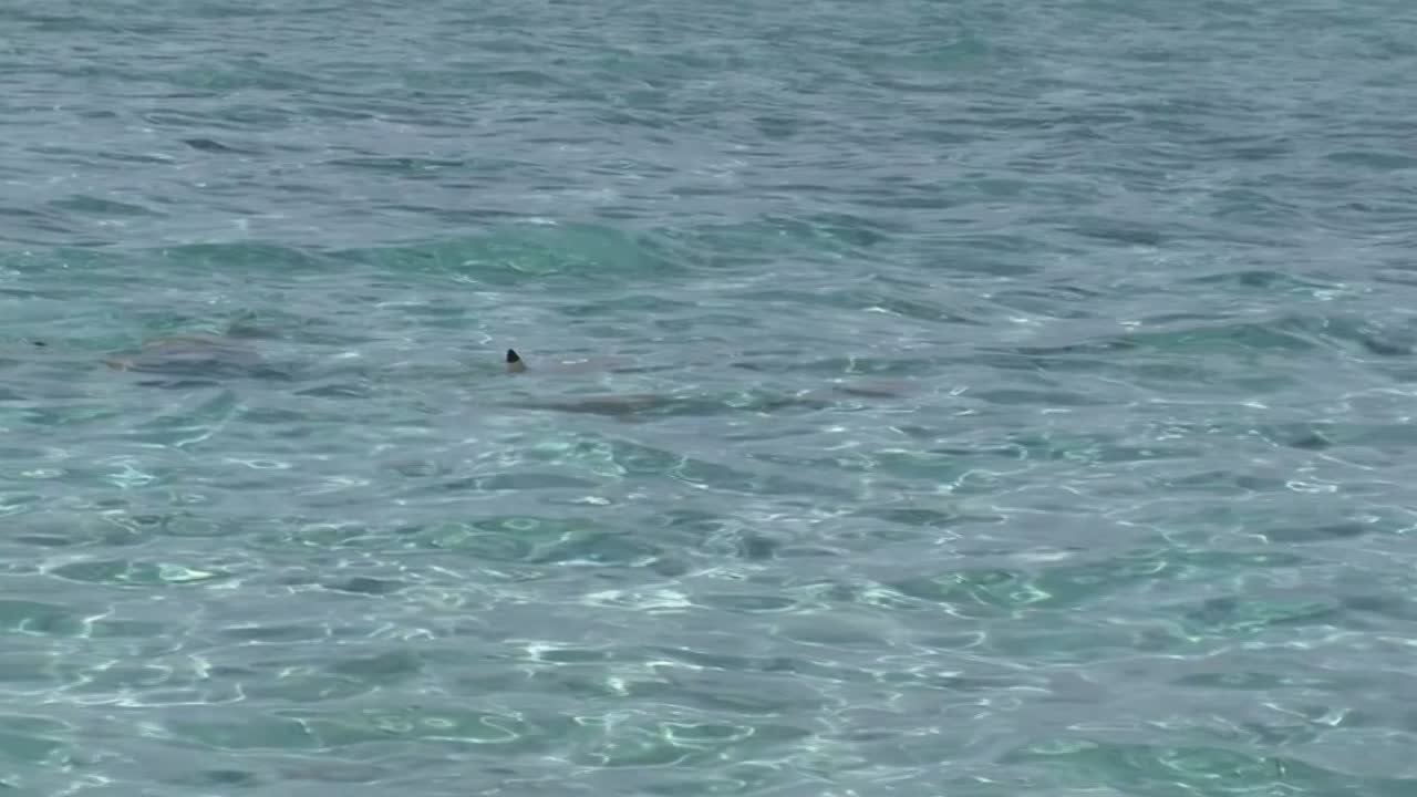 Sharks in Bora Bora, French Polynesia.