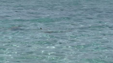 sharks in bora bora, french polynesia.