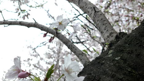 Los-Cerezos-Están-Llenos-De-Flores-Rosas-En-El-Parque-Chidorigafuchi