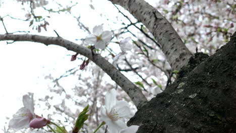 Cherry trees are full of pink flowers at Chidorigafuchi Park