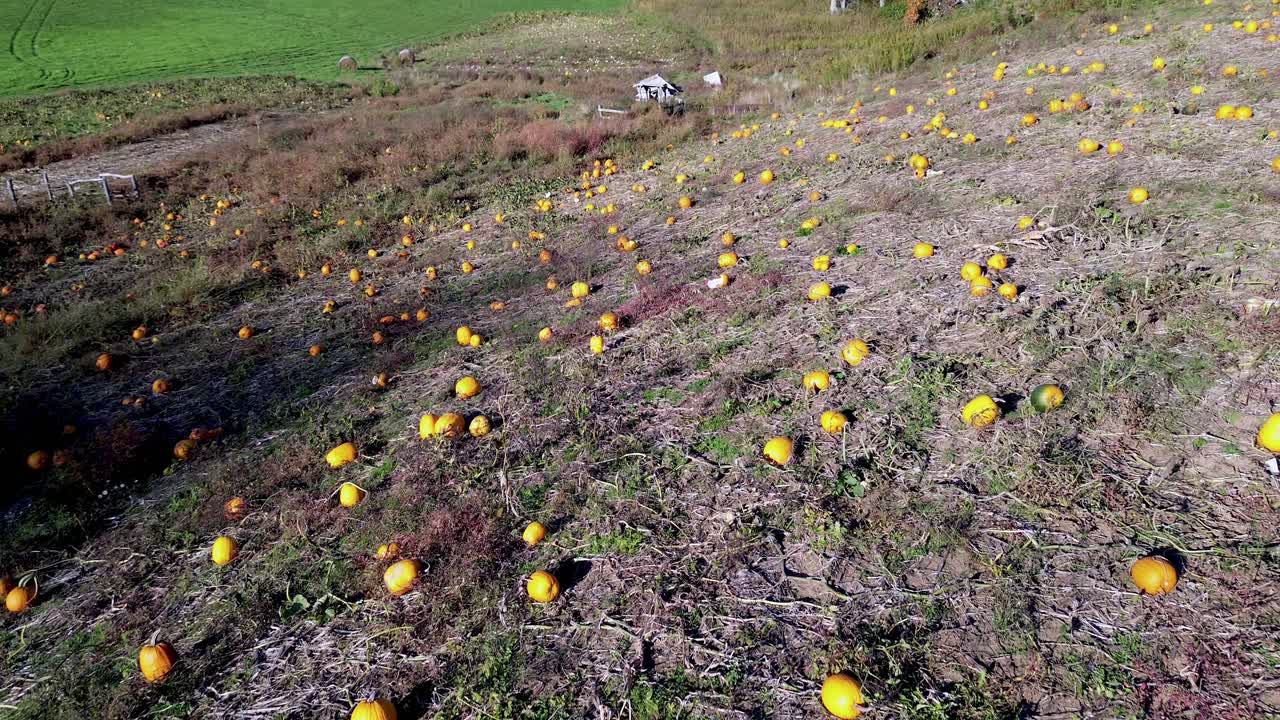 PUMPKINS READY FOR HARVEST ASHE COUNTY NC