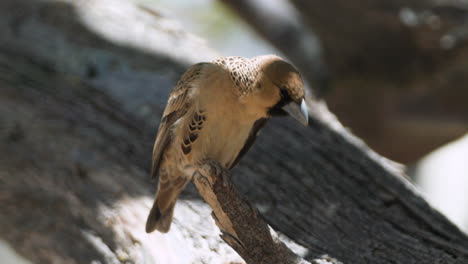 Sociable-weaver-cleaning-its-plumage-on-a-branch-of-a-tree,-close-up-shot