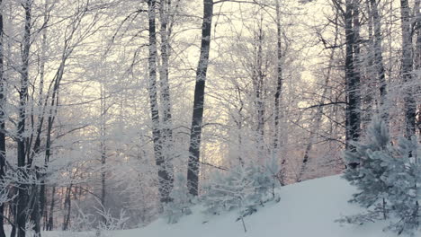 winter forest landscape. winter scene. panning on winter forest