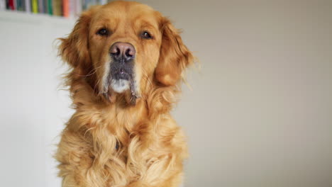 close up golden retriever uncontrolled drooling waiting for food