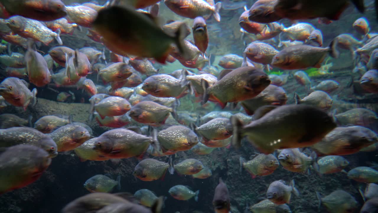 piraña - colossoma macropomum