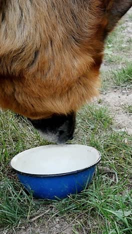 german shepherd drinking water slow motion