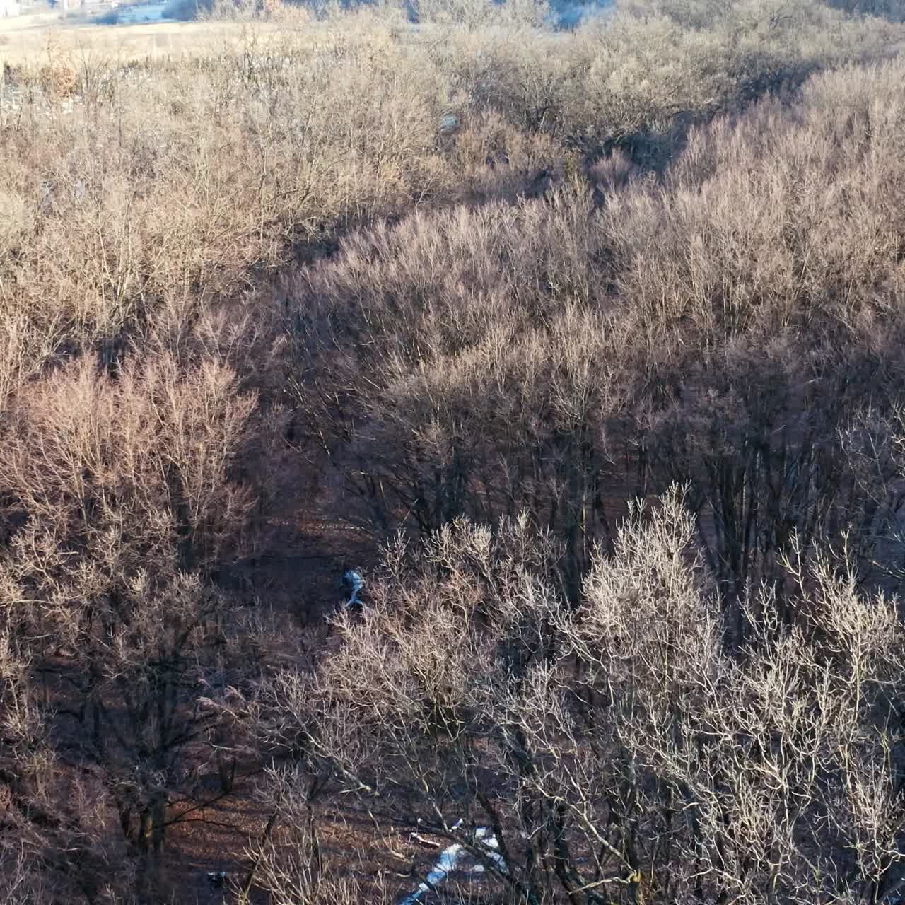 겨울의 숲 풍경