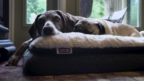 German-Short-Hair-lounging-with-Pug-on-a-rainy-day