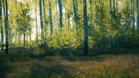 Bosque-De-Abedules-En-Un-Paisaje-Soleado-De-Verano