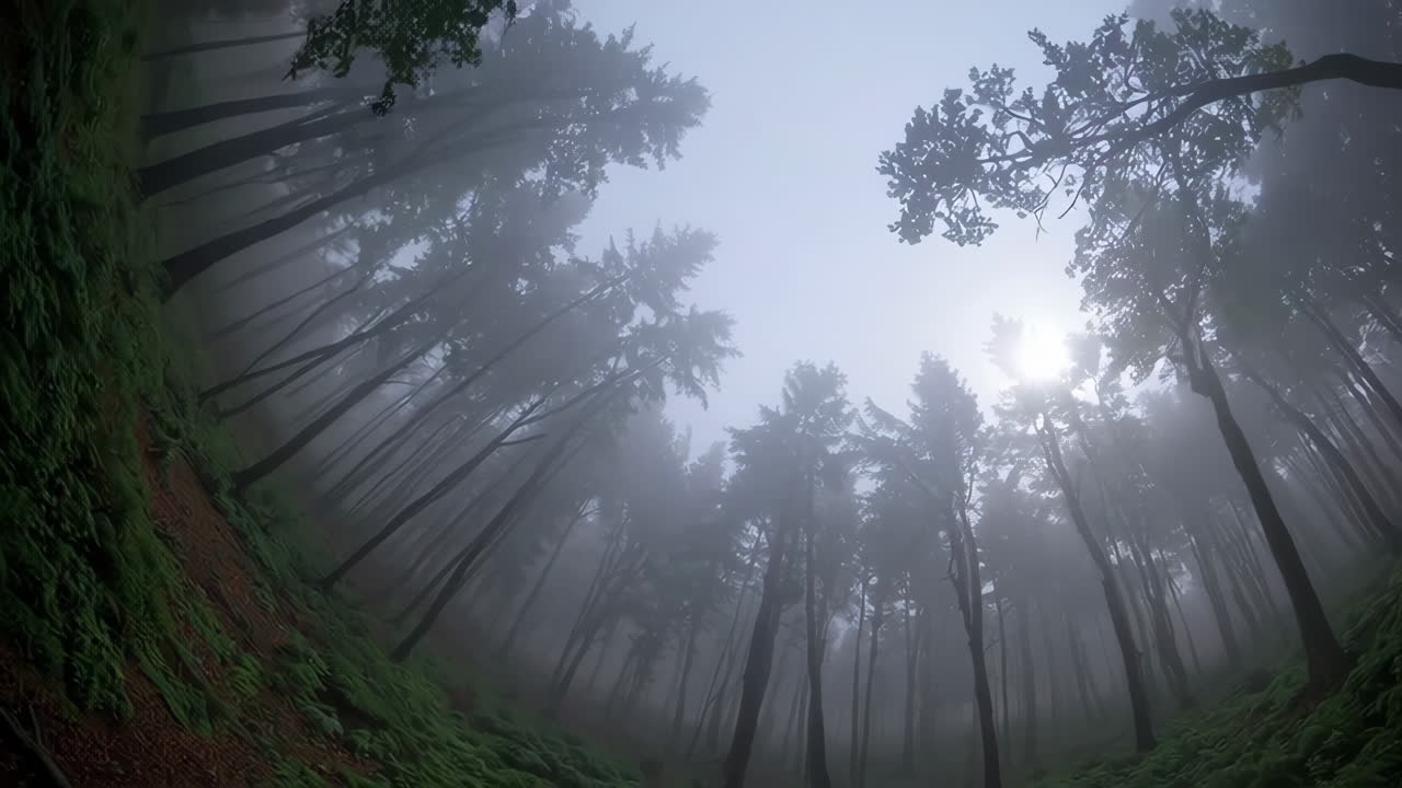 Misty Forest Canopy View