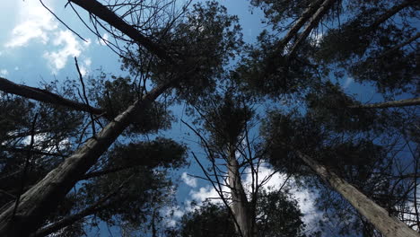 amplio disparo mirando hacia arriba hacia el cielo, a través de árboles de bosque de cedro doblando con el viento