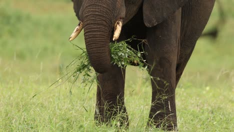 medium shot of an african elephant pulling out grass with his foot and trunk before eating, mashatu game reserve.