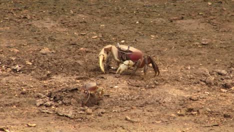 Land-crabs-in-Raiatea,-Society-Islands,-French-Polynesia