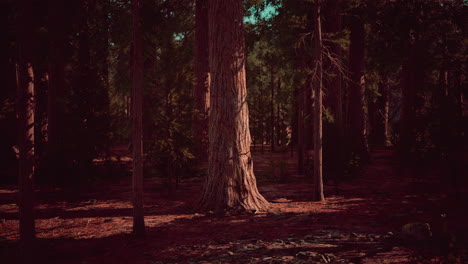 Maßstab-Der-Riesenmammutbäume-Des-Sequoia-Nationalparks