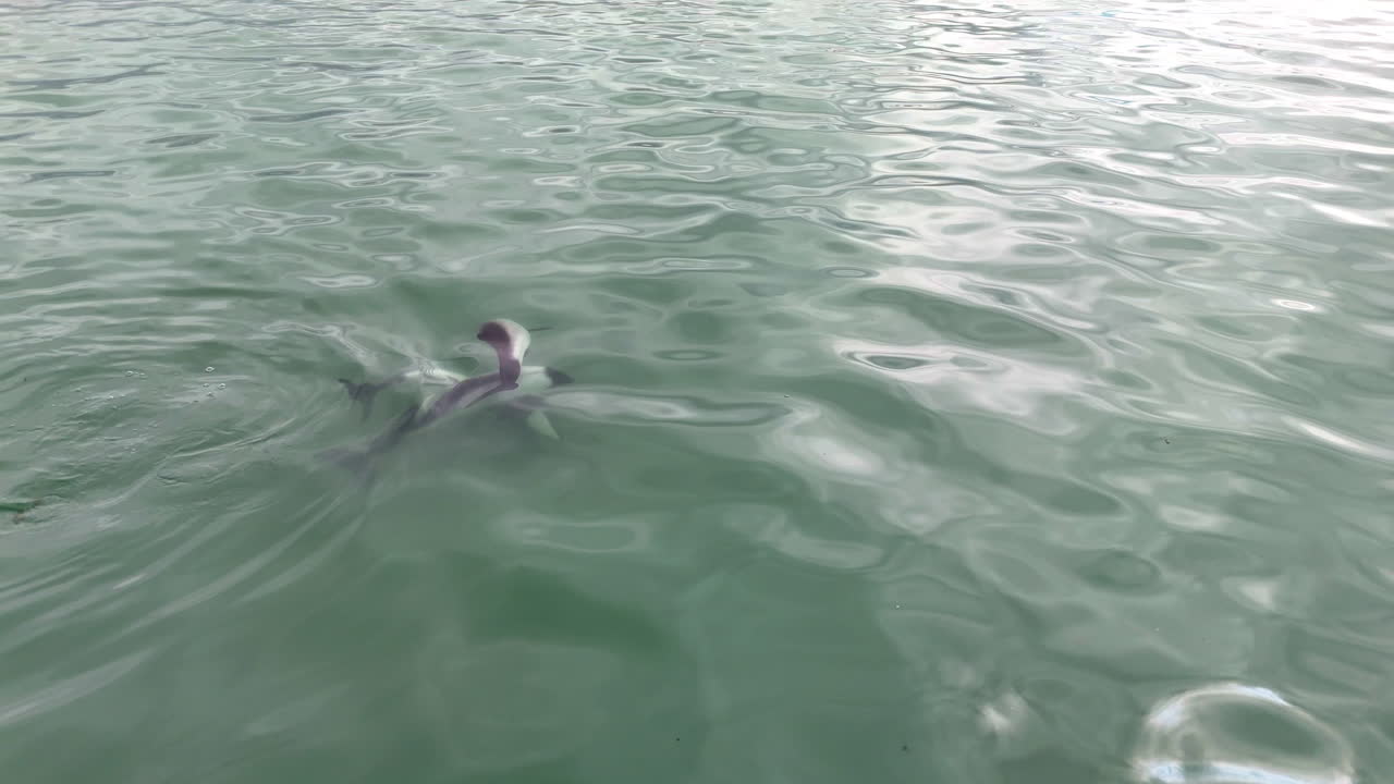 Drone footage of Commerson’s dolphins in natural marine habitat in the South Atlantic, close up aerial footage