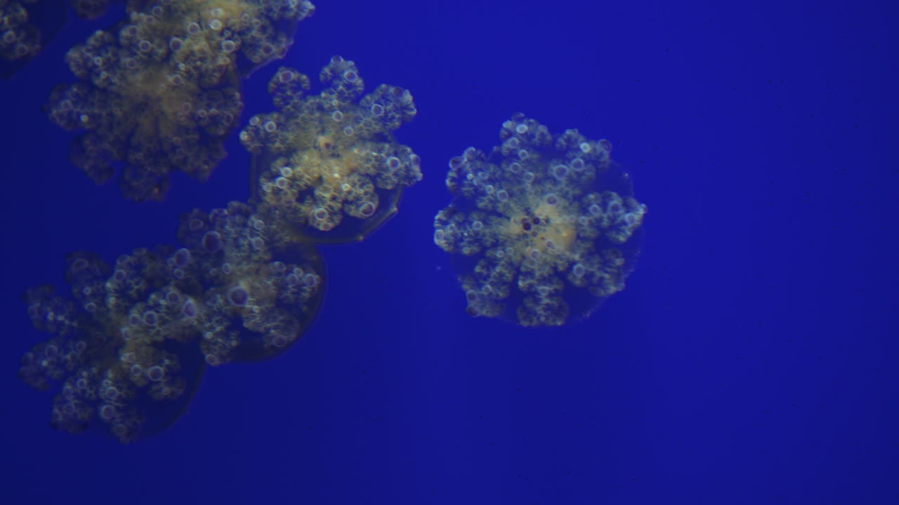 medusas en cámara lenta moviéndose a través del agua