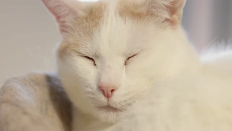 sleepy cat waking up from a nap curled up in a cat tree in front of a window in a living room