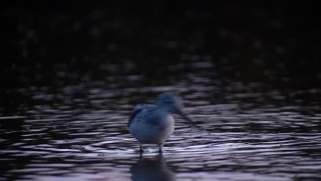 Teleobjetivo-Primer-Plano-De-Greenshank-Común-Comiendo-Insectos-En-La-Superficie-Del-Agua,-Por-La-Noche