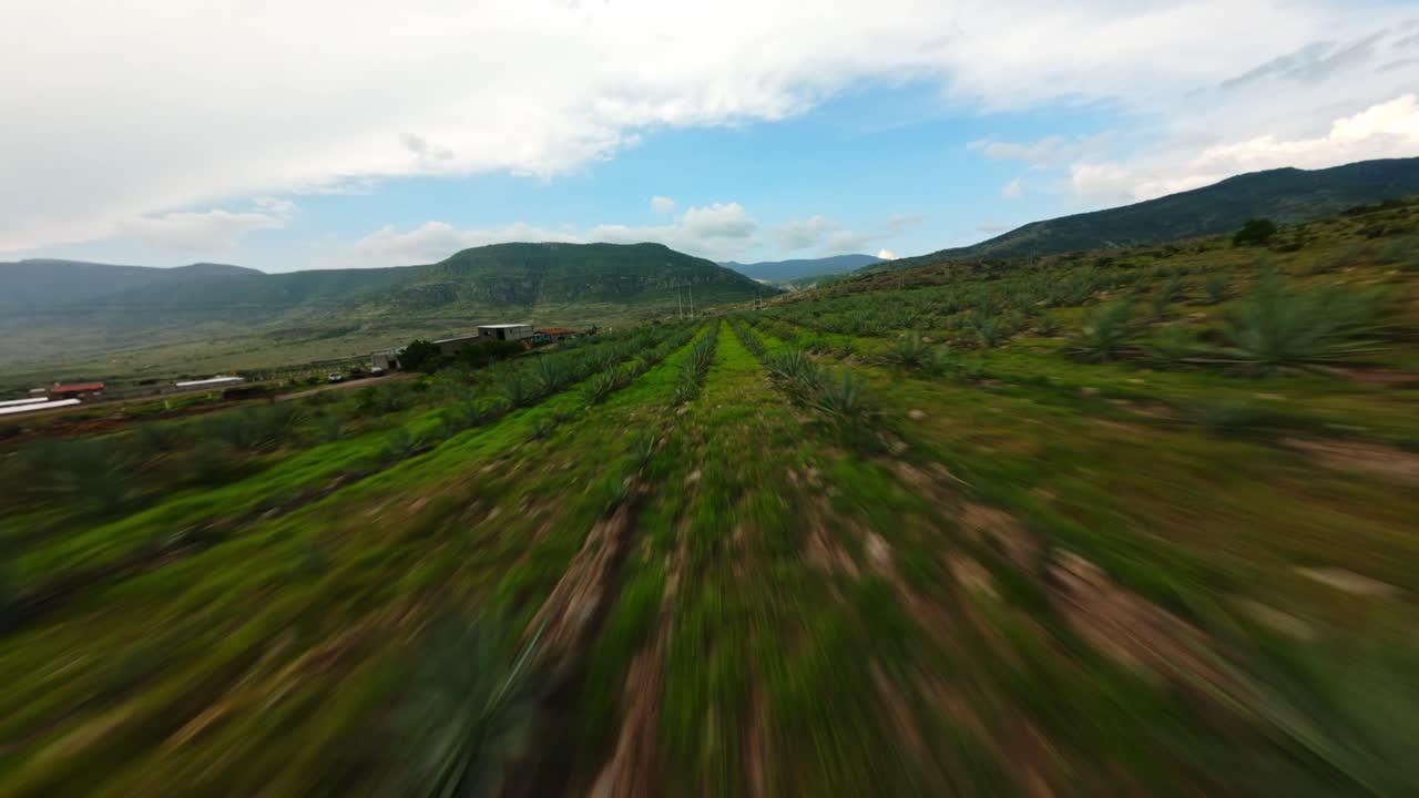 FPV DIVE SHOT AND FLY THROUGH AGAVE FIELDS IN MITLA OAXACA AT A CLOUDY DAY