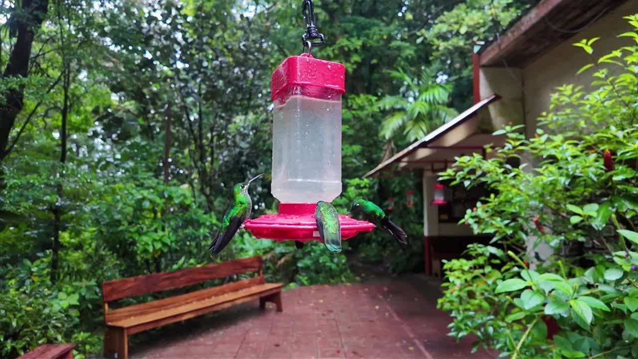 Close-up slow motion shot of hummingbirds drinking nectar and flying in the background in the Monteverde Cloud Forest, Costa Rica.