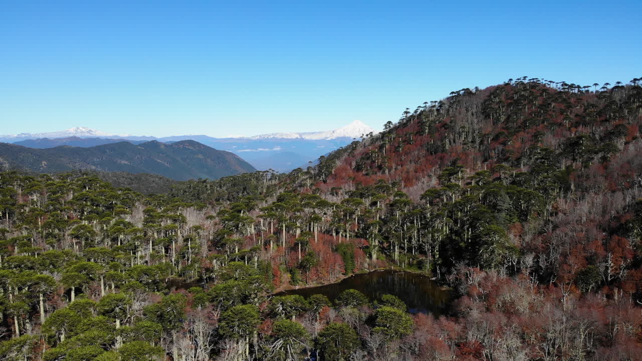 Stunning Araucaria Forest with Mountain Views