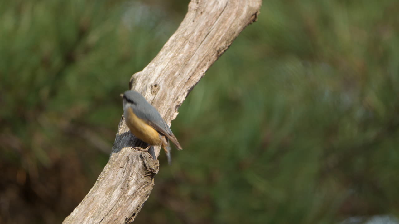 el pájaro nuthatch eurasiático picoteando una rama podrida del árbol, salta en busca de insectos a la luz del sol - cámara lenta
