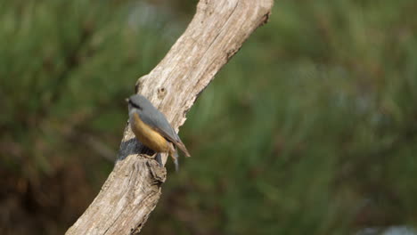 Eurasischer-Kleibervogel-Pickt-Auf-Morschem-Ast,-Springt-Im-Sonnenlicht-Auf-Nahrungssuche-Nach-Insekten---Zeitlupe