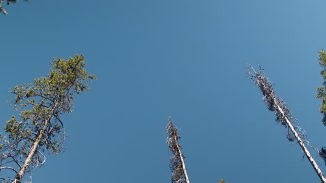 blue skies in the forrest of mixed trees