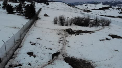 Tiro-De-Dron-De-Lobos-En-Un-Santuario-De-Lobos