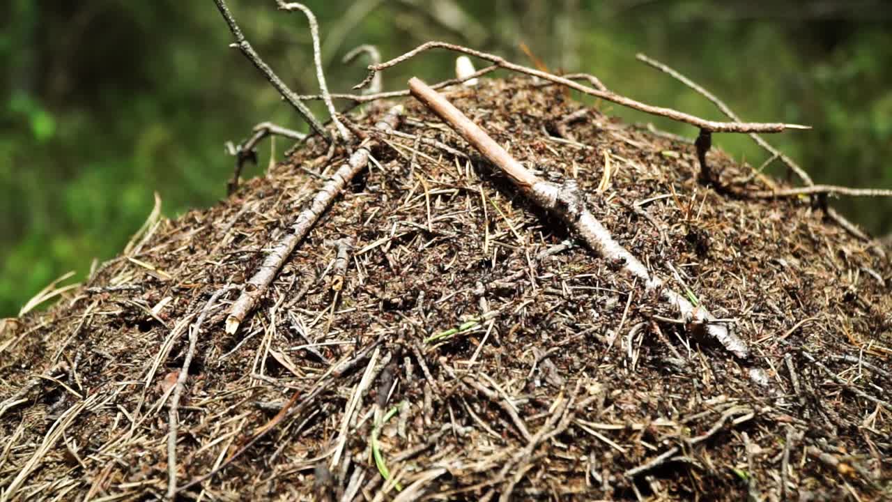 Dozens of ants moving on anthill in forest