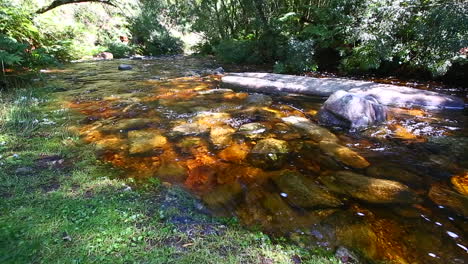 los vapores suaves y silenciosos que corren a través de la sección goudveld del bosque de knysna