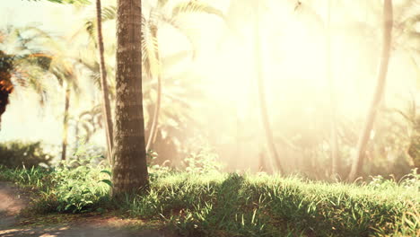 tropical garden with palm trees in sun rays