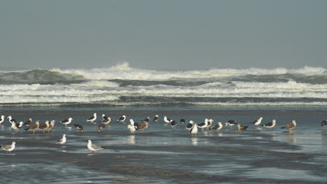 Bandada-De-Gaviotas-Bañándose-En-La-Desembocadura-Del-Río-En-La-Playa-Mientras-Las-Olas-Rompen-En-El-Fondo