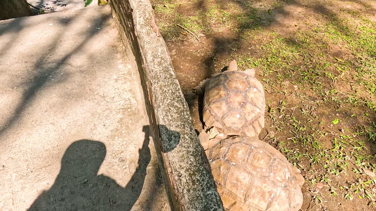 tortugas que se mueven juntas en un recinto del zoológico