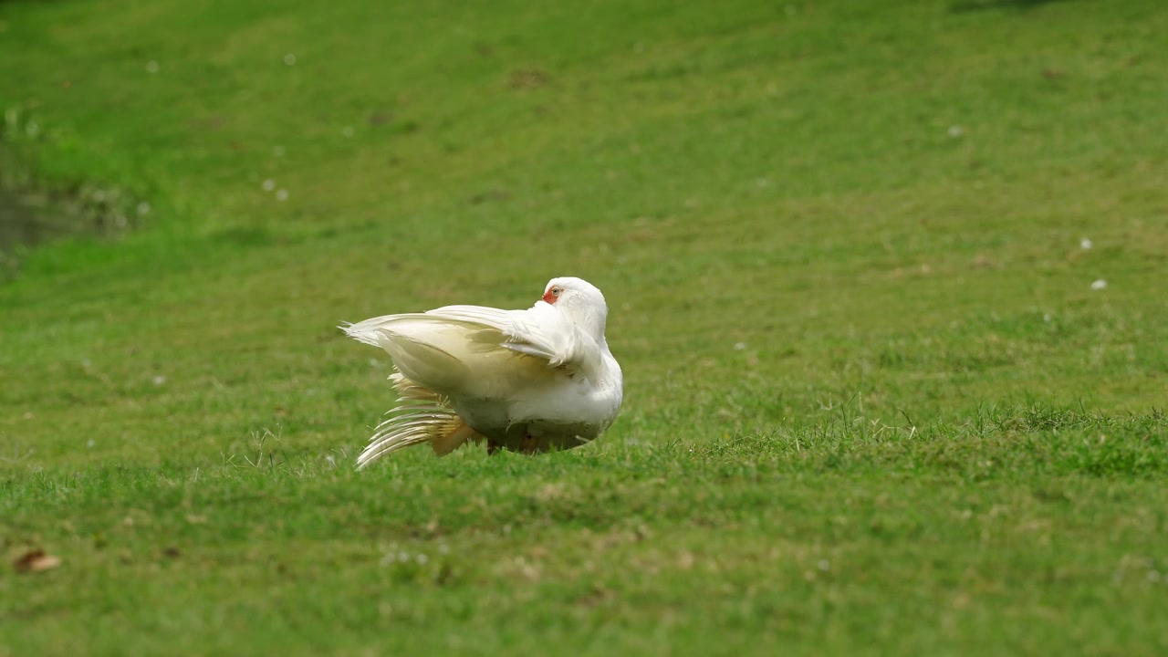 Cinematic wildlife footage of a Muscovy duck cleaning its feathers green grassy field (4K25p)