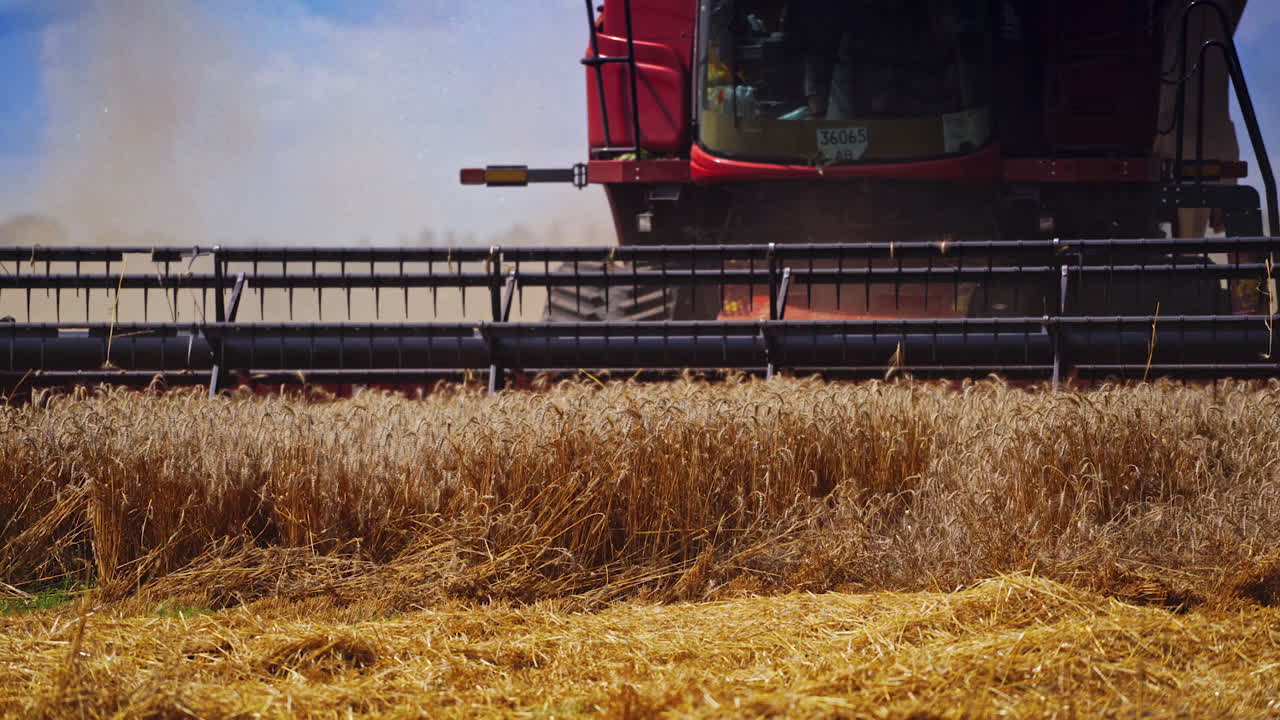 Part of combine harvester on the dry field. Process of cutting ripe spikelets of wheat in the farmland. Agricultural machine gathering crop. Close-up.