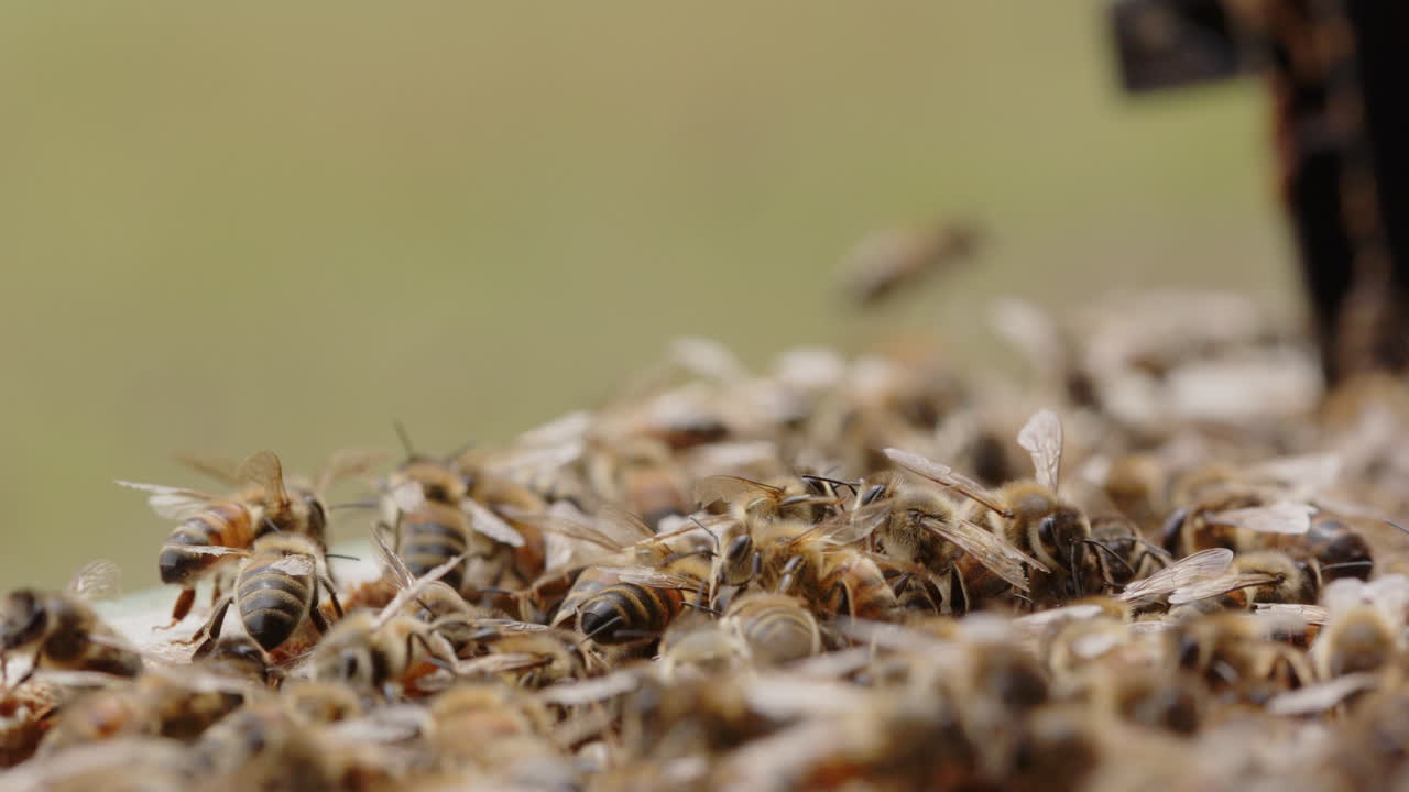 abejas ocupadas moviéndose alrededor de la colmena, tiro de primer plano de enfoque superficial