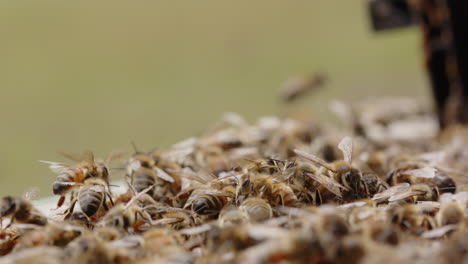 Fleißige-Honigbienen,-Die-Sich-Auf-Dem-Bienenstock-Bewegen,-Nahaufnahme-Mit-Flachem-Fokus