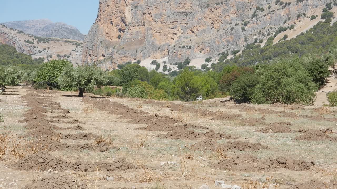 Tilled field with holes and mounds ready for planting olive trees