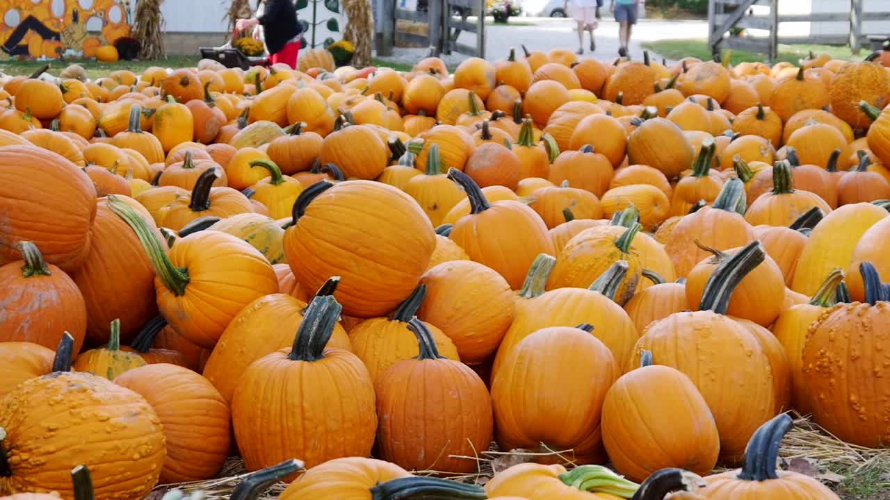 calabazas en contenedores y en un campo.