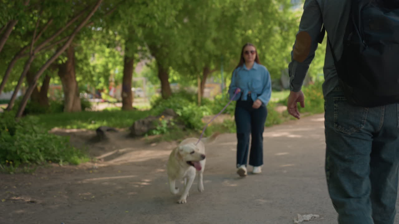 Dueños caucásicos reunidos en un parque con un labrador saludando, dosel de árbol sombreado y camino sinuoso, perros olisqueando y moviendo la cola, socialización relajada entre dueños y ambiente de vecindario juguetón