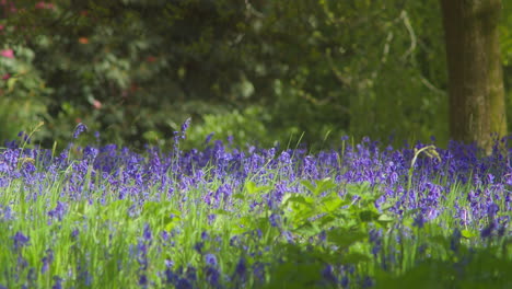 Creciente-Campo-De-Campanillas-En-Poca-Profundidad-De-Campo-En-Jardines-Enys,-Cornualles,-Inglaterra