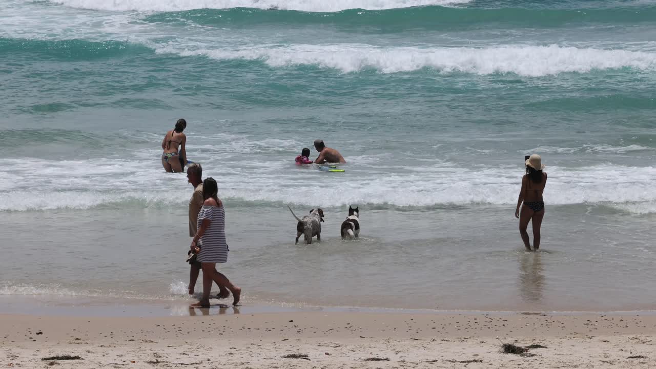 pessoas e cães brincando juntos em uma praia de areia
